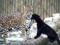 Leopard Dieren Afbeelding.